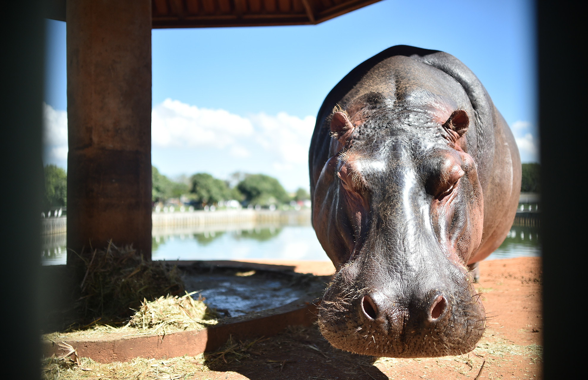 Estudo publicado em revista científica britânica listou 301 animais sob risco — entre eles o chamado hipopótamo-comum. Parque da capital federal tem quatro fêmeas da espécie