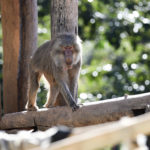 Com 26 anos de idade, a babuíno-sagrado fêmea Capitu precisa de cuidados especiais para locomover-se.