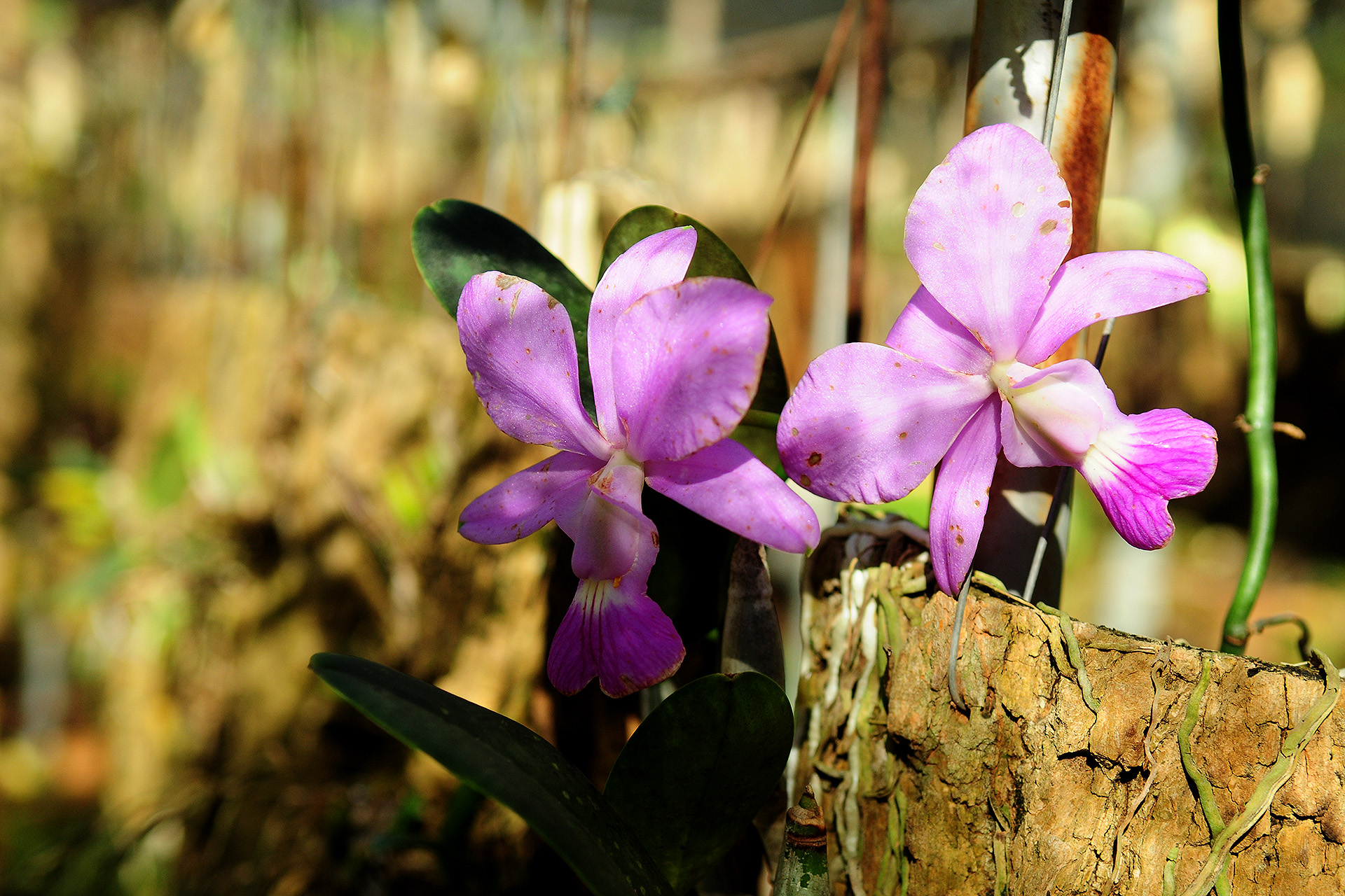 As orquídeas são uma tradição nas estufas do Jardim Botânico de Brasília.