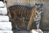 A tigresa Laila morreu no sábado (24), aos 21 anos.