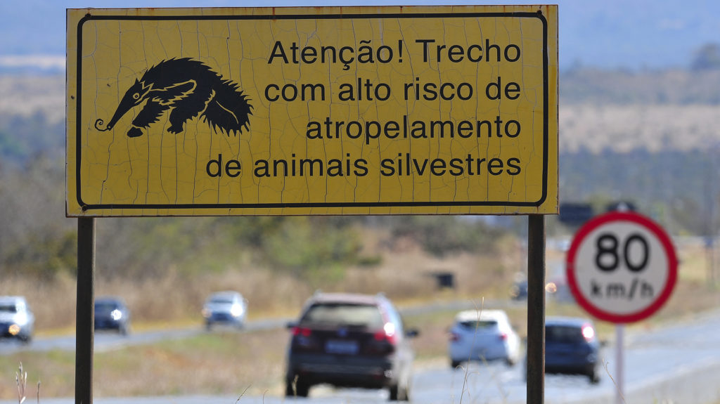 A sinalização é instalada em áreas onde é comum a travessia de animais. 