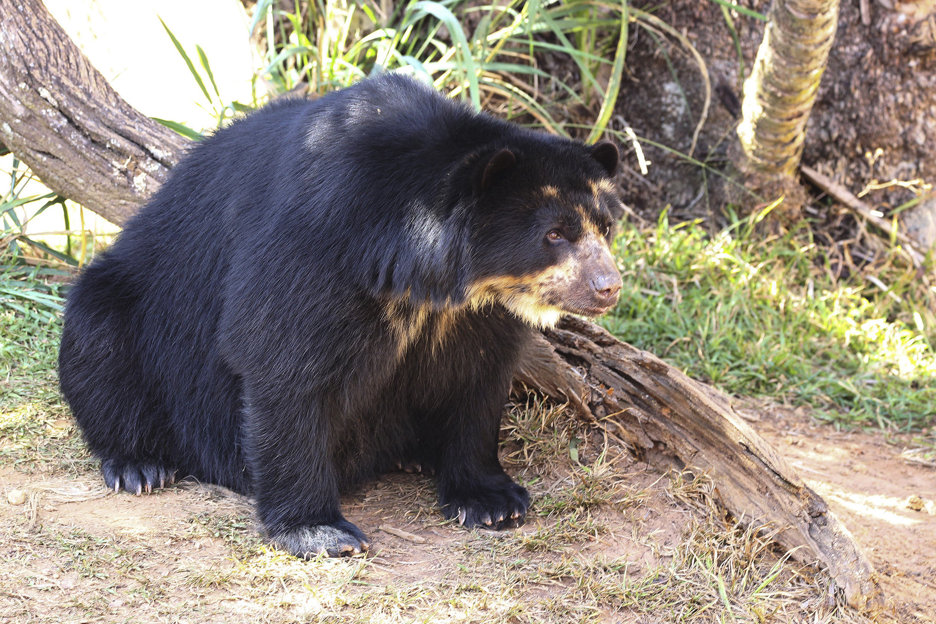 O urso-de-óculos Nei já pode ser visitado no Zoológico de Brasília,