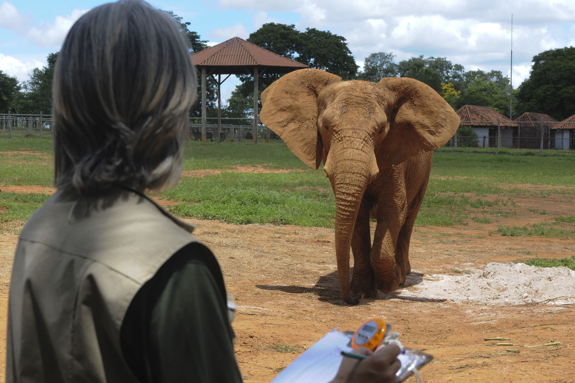 A elefanta Belinha recebe cuidados especiais desde a morte de Babu. Foto: Tony Winston/Agência Brasília