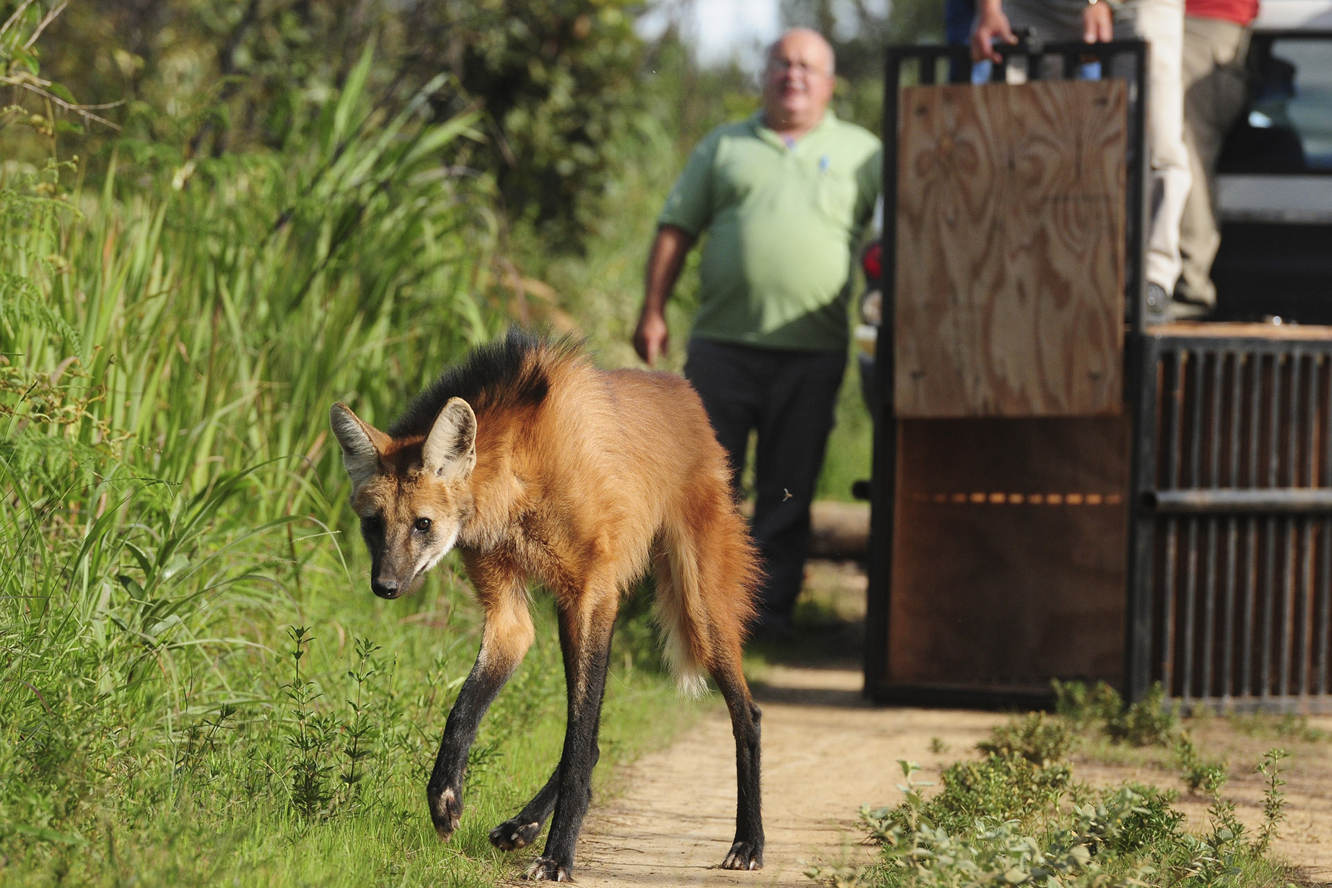 A Fundação Jardim Zoológico de Brasília participou na tarde desta sexta-feira (16) da soltura de uma loba-guará, com suspeita de atropelamento.