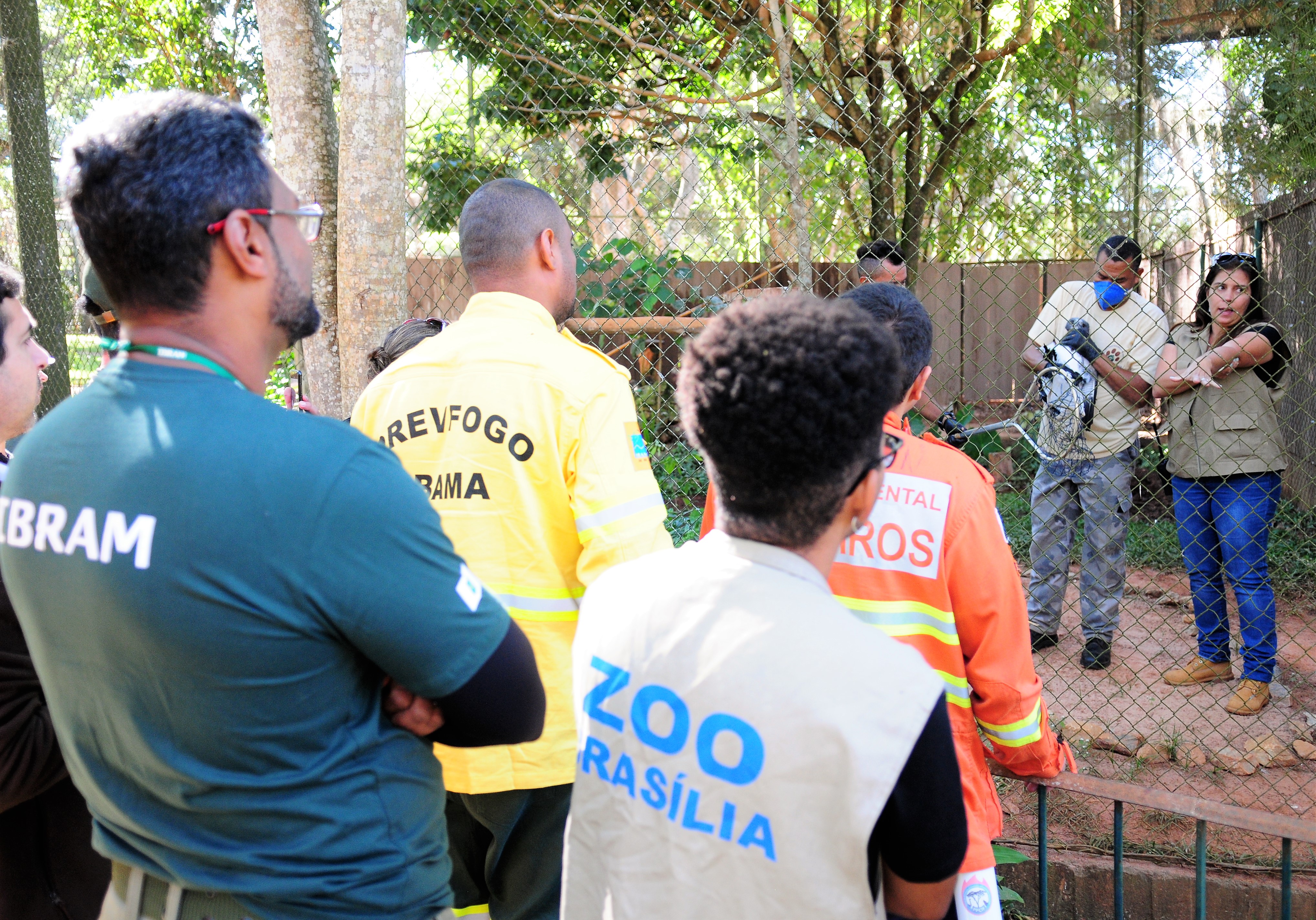 Curso ensina a salvar animais e plantas em caso de incêndio florestal - Agência  Brasília