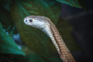 Os rastros das cobras: Zoo recebe mais 18 serpentes criadas ...