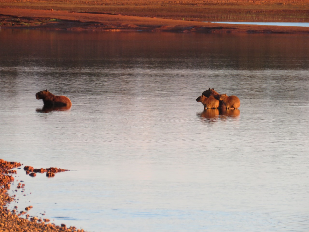 Capivara - Projeto 03