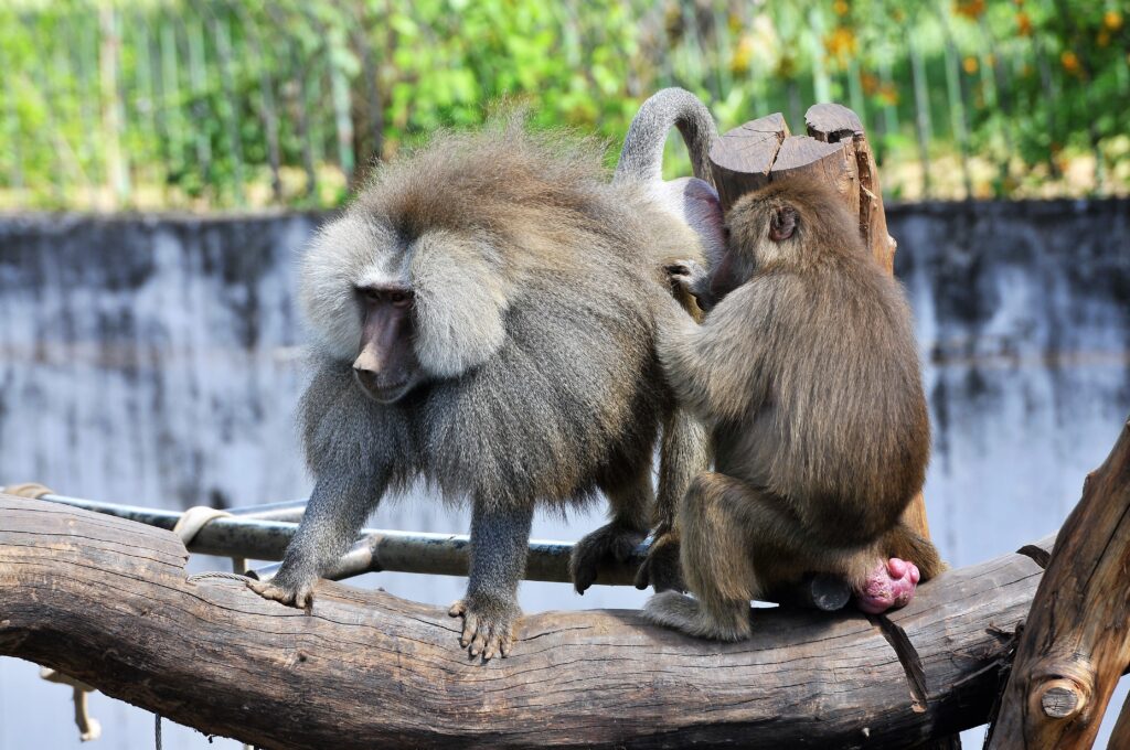 Macaco-aranha fofo em um zoológico