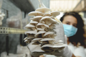 Yara vende por delivery, em média, 50 bandejas de cogumelos orgânicos por semana, a R$ 10 reais cada | Paulo H. Carvalho/ Agência Brasília
