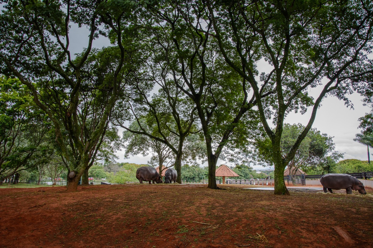 O novo espaço foi aprovado pelas moradoras, que o têm explorado diariamente e usufruído dos diversos elementos naturais, como barrancos e árvores | Foto: Welington Coelho/Zoológico de Brasília