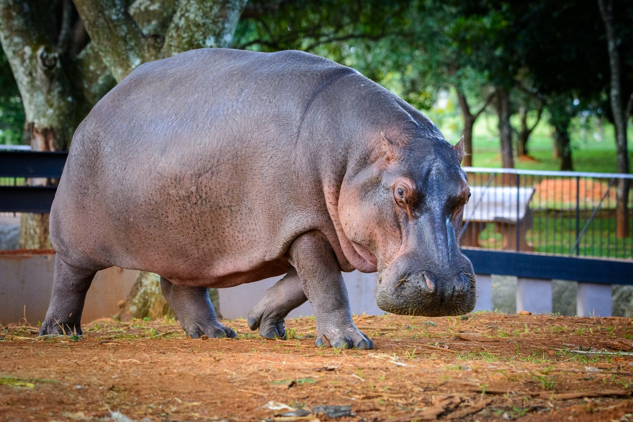 Estima-se que, em 10 anos, a população de hipopótamos no ambiente natural diminua em mais de 20% | Foto: Welington Coelho/Zoológico de Brasília