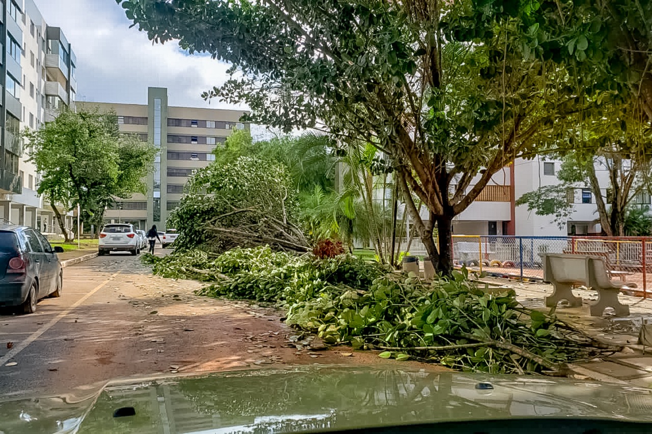 No período chuvoso, as quedas de árvores são mais recorrentes devido à força do tempo e tempestades atemporais| Foto: Divulgação/Novacap