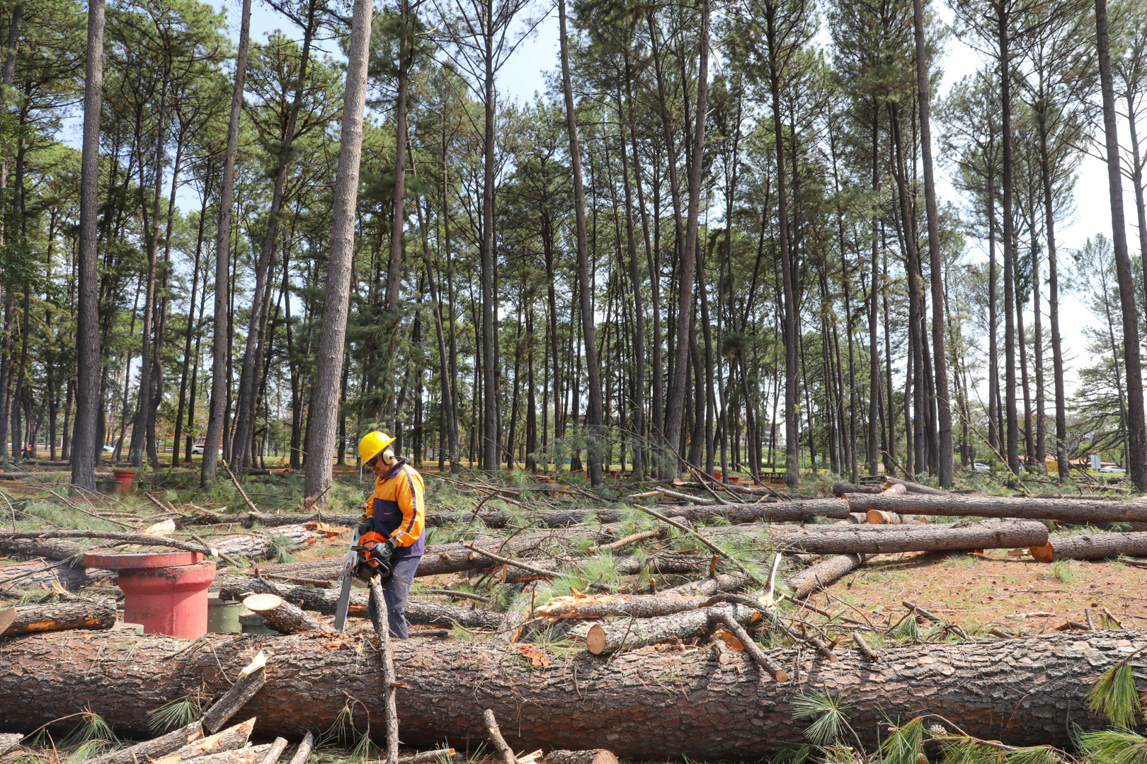 Mais de 1,3 mil pinheiros condenados já foram retirados do Parque da Cidade