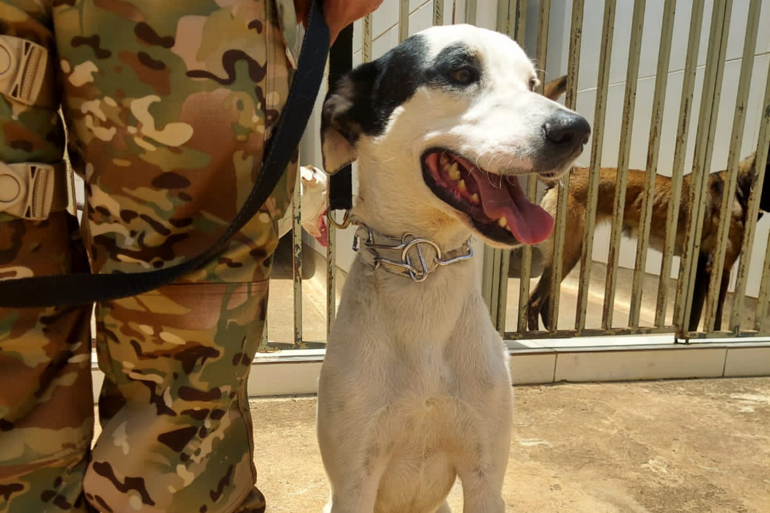 Cães treinados pela PMDF são adotados pela população