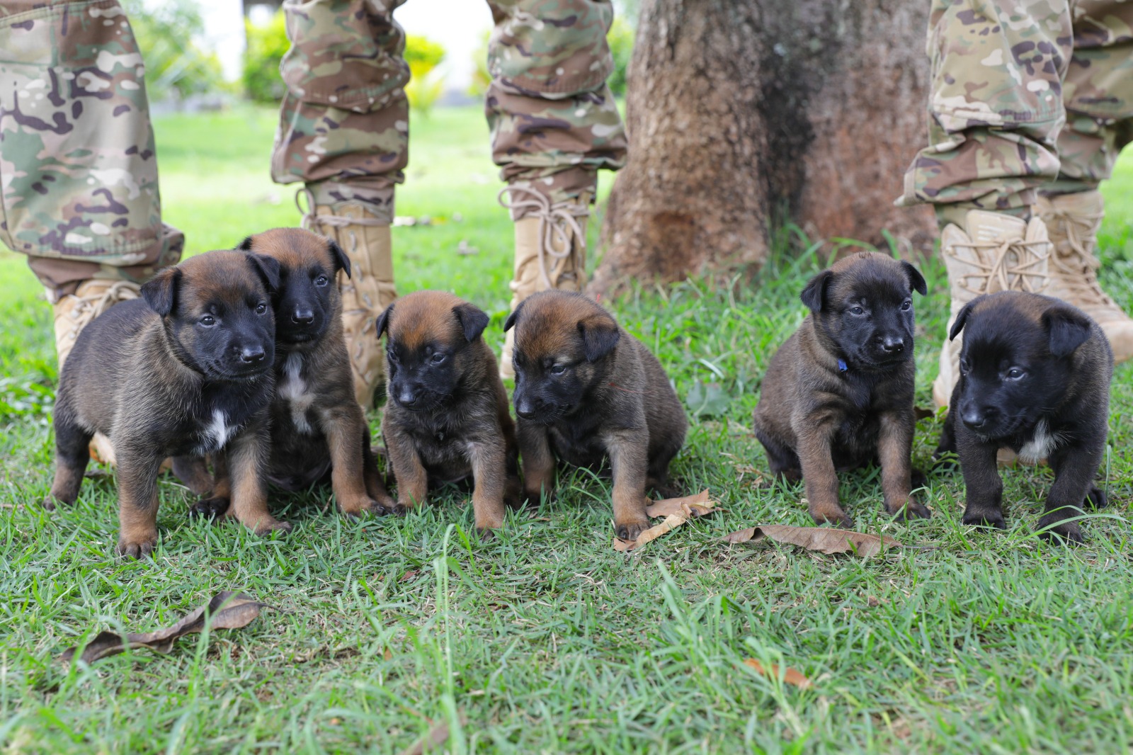Batalhão da PMDF apresenta nova ninhada de cães para treinamento