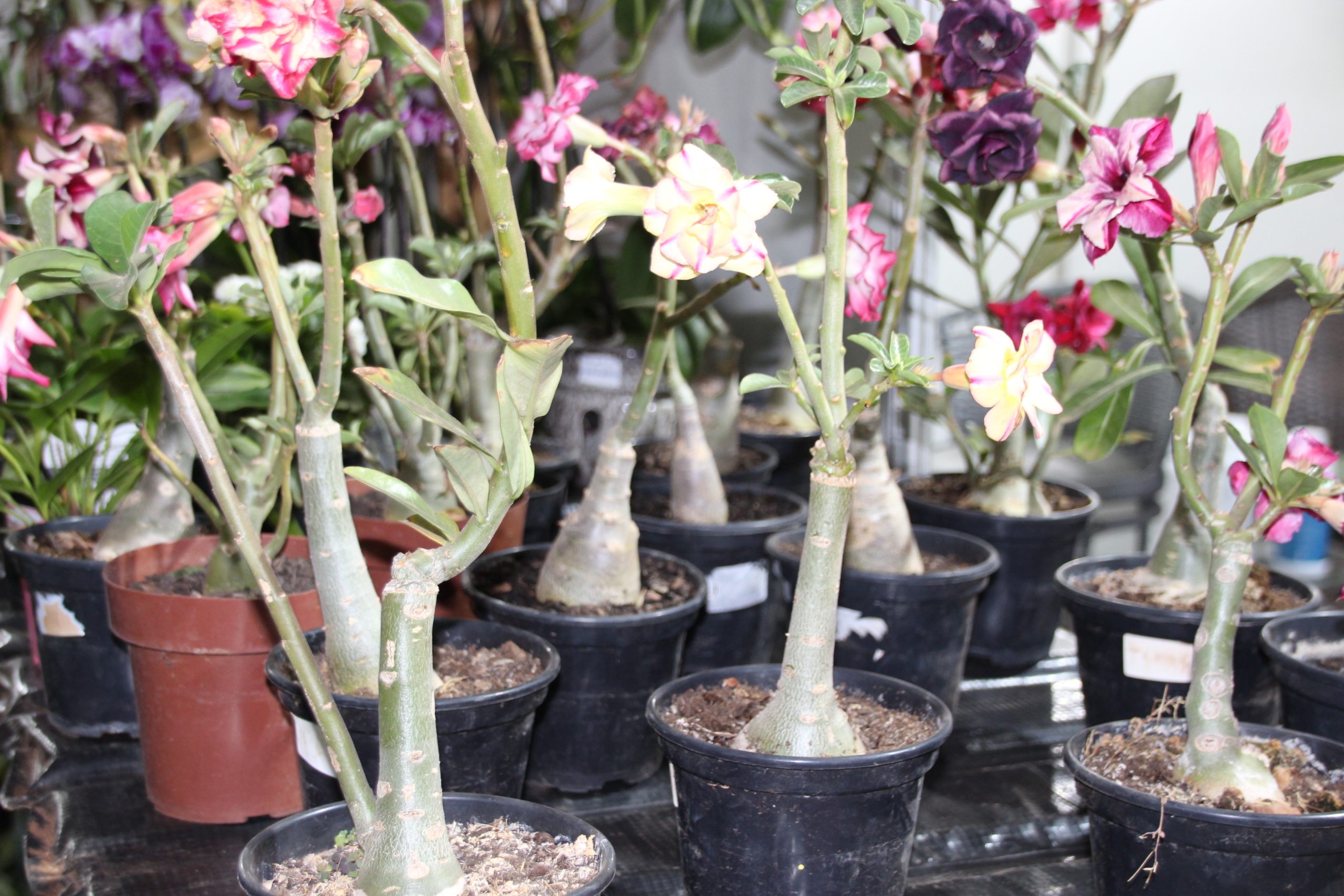 9ª Feira da Goiaba terá 30 estandes para venda de flores e plantas ornamentais