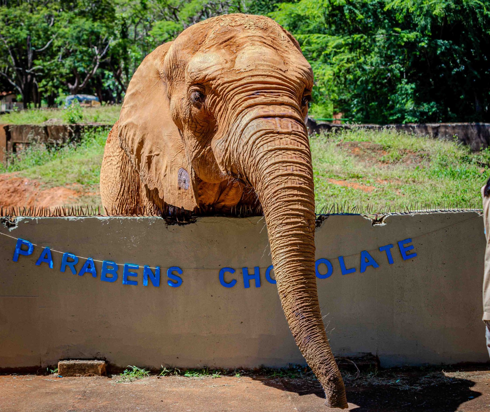 Zoológico de Brasília celebra o aniversário do elefante Chocolate